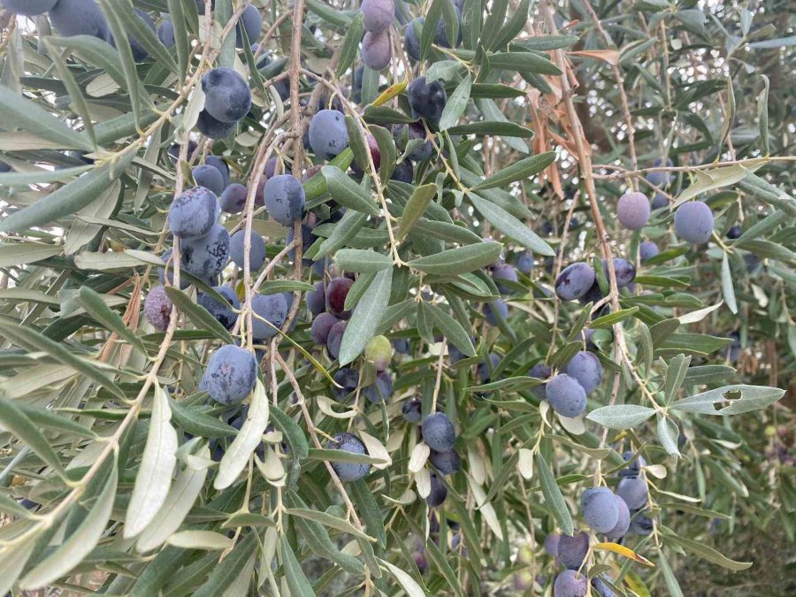 Antalya’da Şarkılı Türkülü Zeytin Hasadı