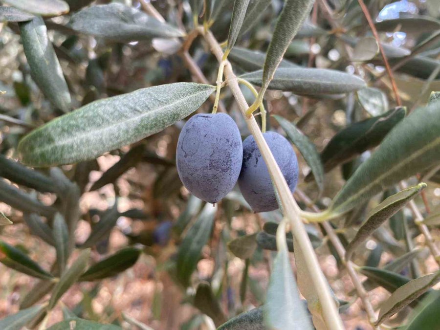 Antalya’da Şarkılı Türkülü Zeytin Hasadı