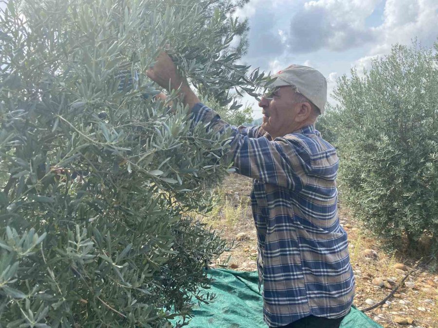 Antalya’da Şarkılı Türkülü Zeytin Hasadı