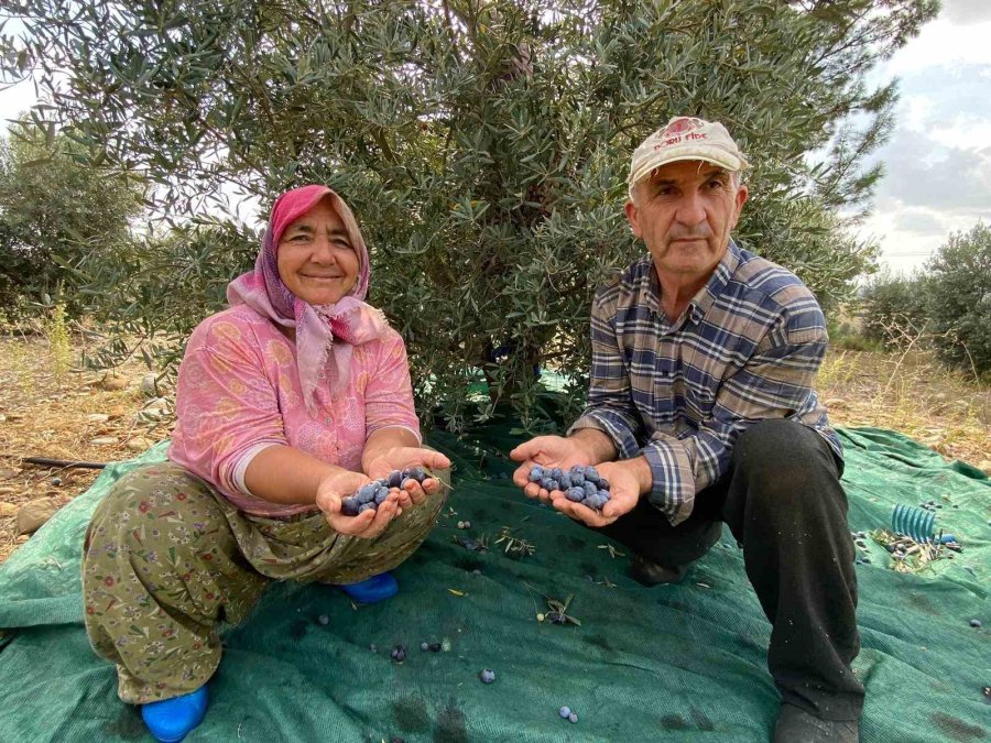 Antalya’da Şarkılı Türkülü Zeytin Hasadı