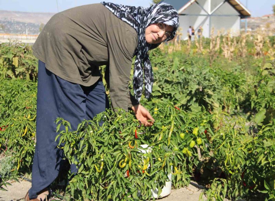 Kadınlar Topraktan Sofraya Üretim Yapıyor