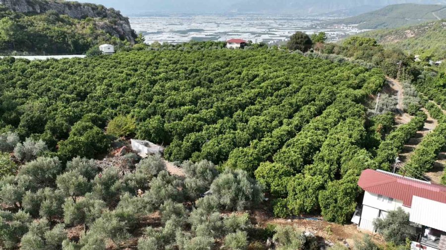 Kumlucalı Üreticiler Kapalı Devre Sulama Tesisinden Memnun