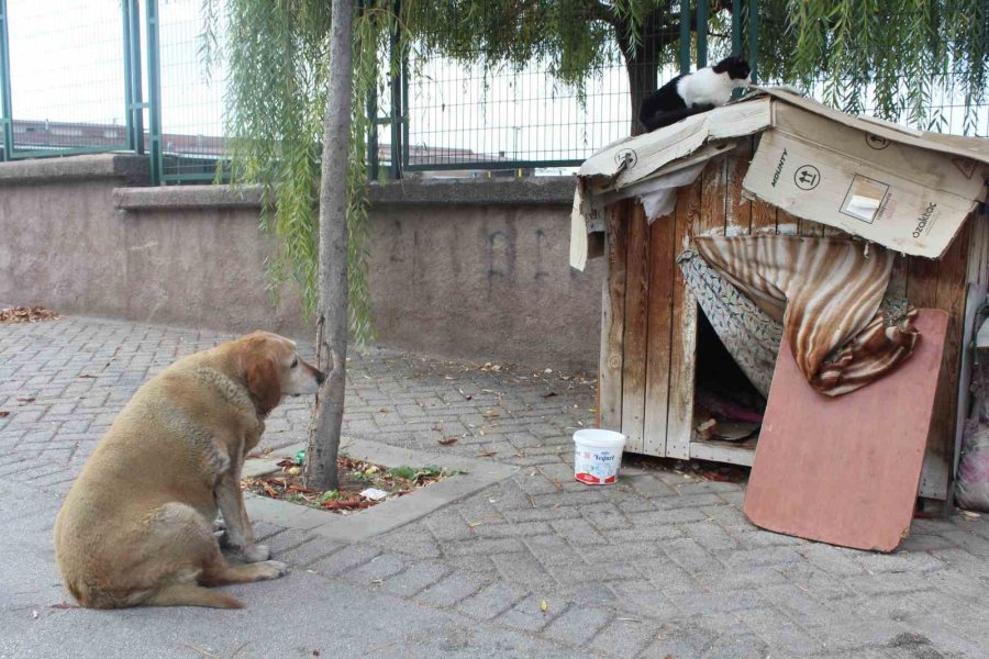 22 Senedir Beslediği Kedilerin Ve Köpeği ’tombik’in Mamasını Eksik Etmiyor