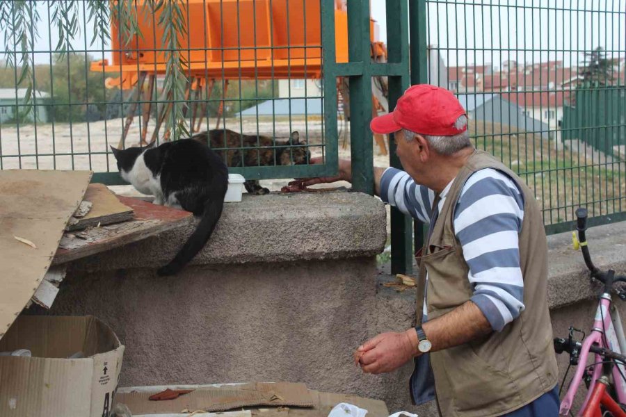 22 Senedir Beslediği Kedilerin Ve Köpeği ’tombik’in Mamasını Eksik Etmiyor