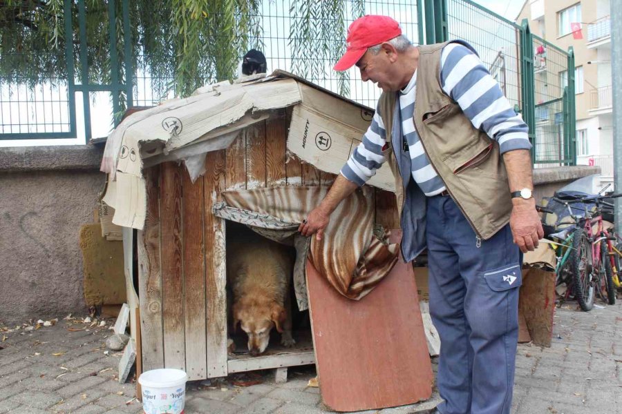 22 Senedir Beslediği Kedilerin Ve Köpeği ’tombik’in Mamasını Eksik Etmiyor