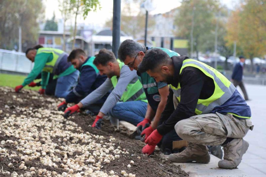 Büyükşehir, İlkbahar Ve Sonbaharda 2 Milyon 240 Bin Çiçek Dikti