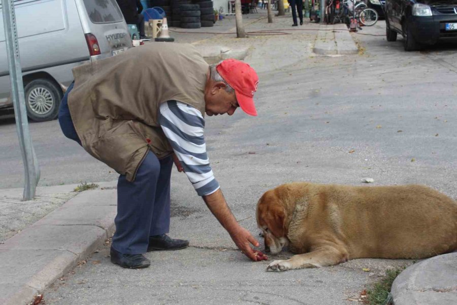 22 Senedir Beslediği Kedilerin Ve Köpeği ’tombik’in Mamasını Eksik Etmiyor