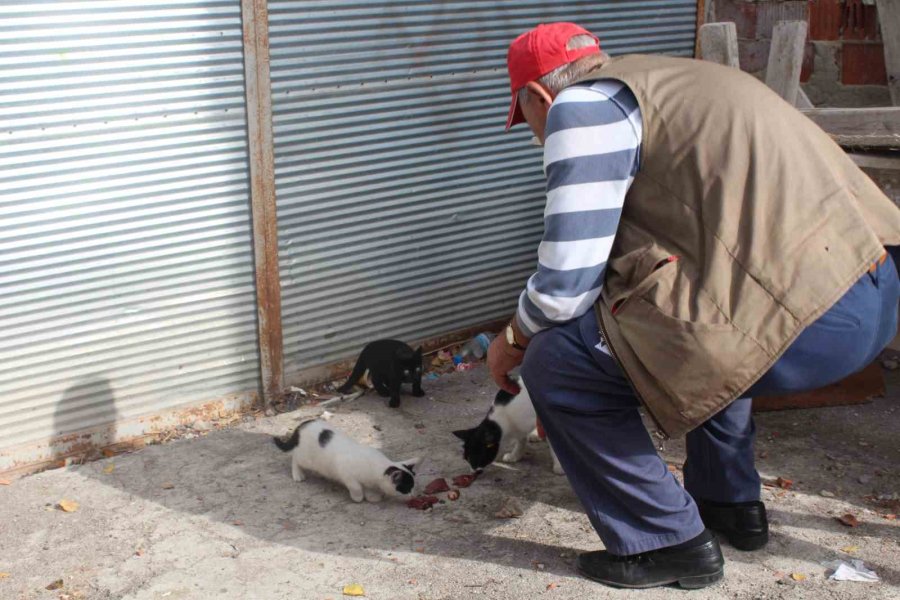 22 Senedir Beslediği Kedilerin Ve Köpeği ’tombik’in Mamasını Eksik Etmiyor