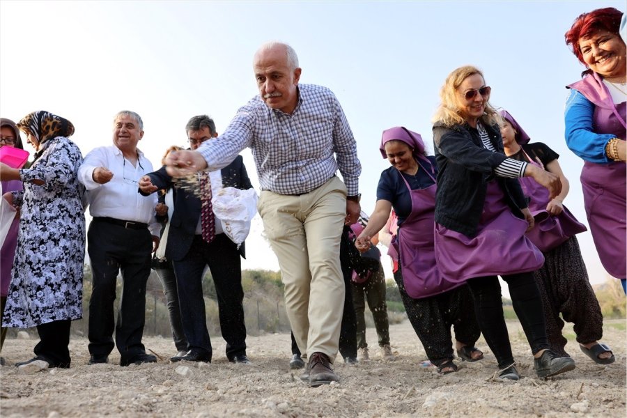 Akdeniz’de Gambilya, Organik Ispanak Ve Şevketi Bostan Ekimi Gerçekleştirildi