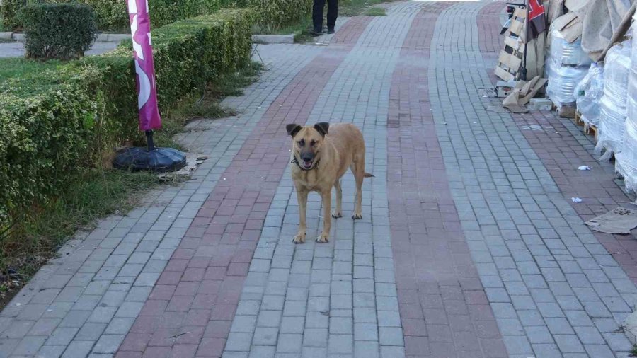 Köpeği De İnsanlığı Da Uyutmadı, Yanından Ayırmayıp Gözü Gibi Bakıyor