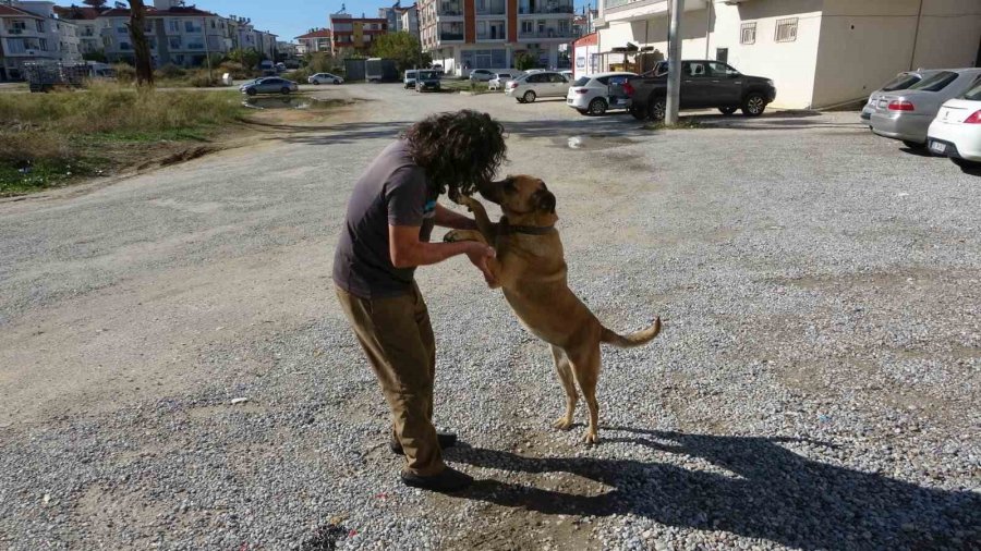 Köpeği De İnsanlığı Da Uyutmadı, Yanından Ayırmayıp Gözü Gibi Bakıyor