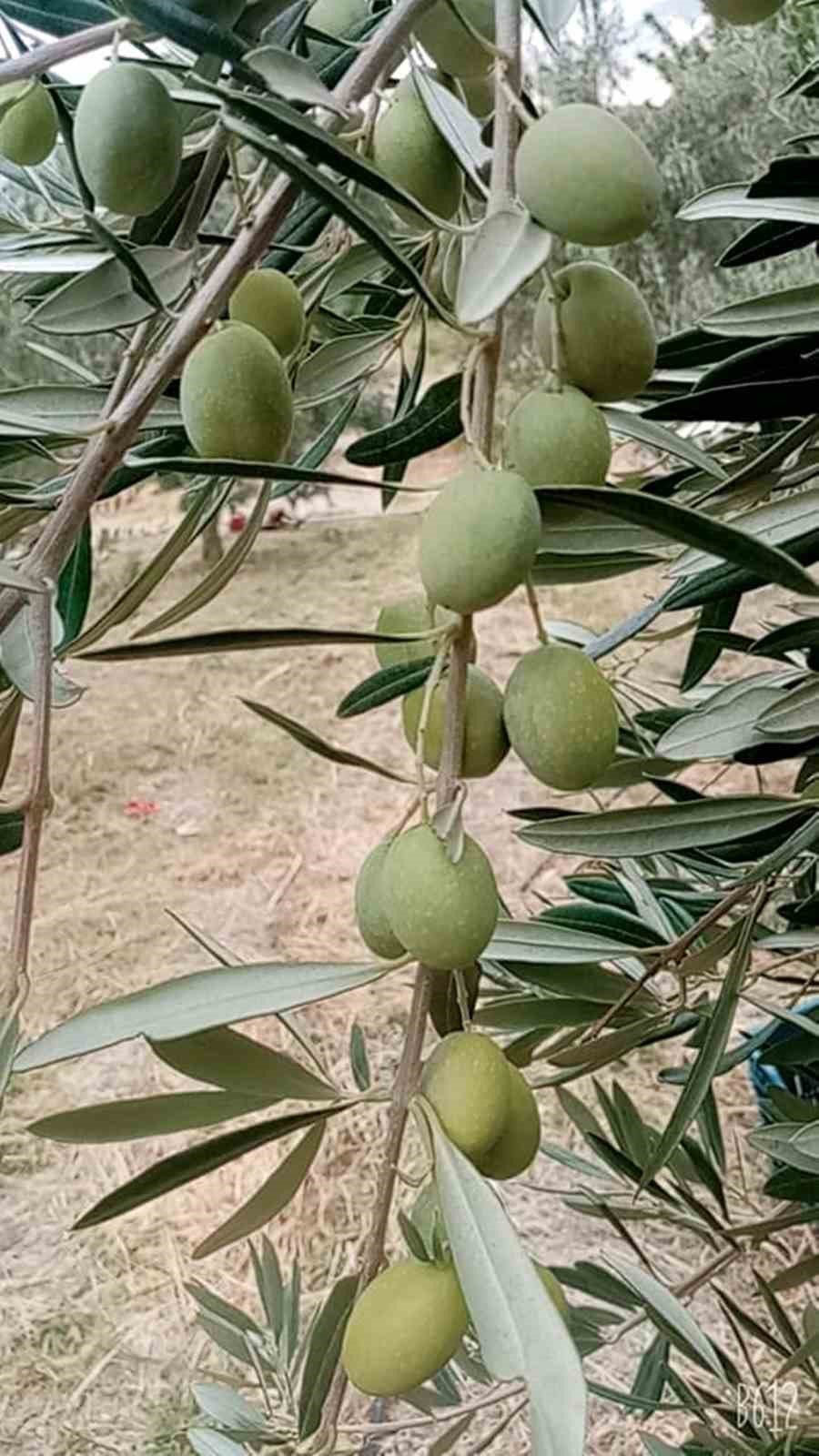 Mersin’de Zeytin Hırsızlığı Çoğaldı, Üreticiler Akşamları Bahçelerde Nöbet Tutuyor