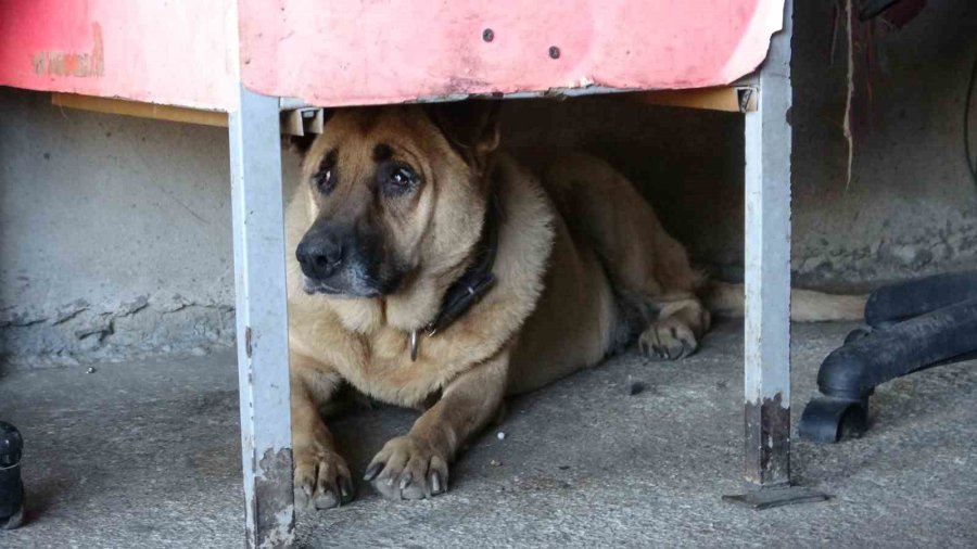 Köpeği De İnsanlığı Da Uyutmadı, Yanından Ayırmayıp Gözü Gibi Bakıyor