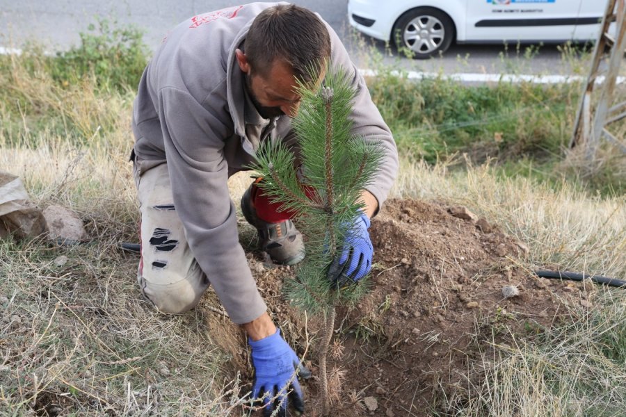 Melikgazi Geleceğe Nefes İçin, Birçok Mahallede Fidan Dikiyor