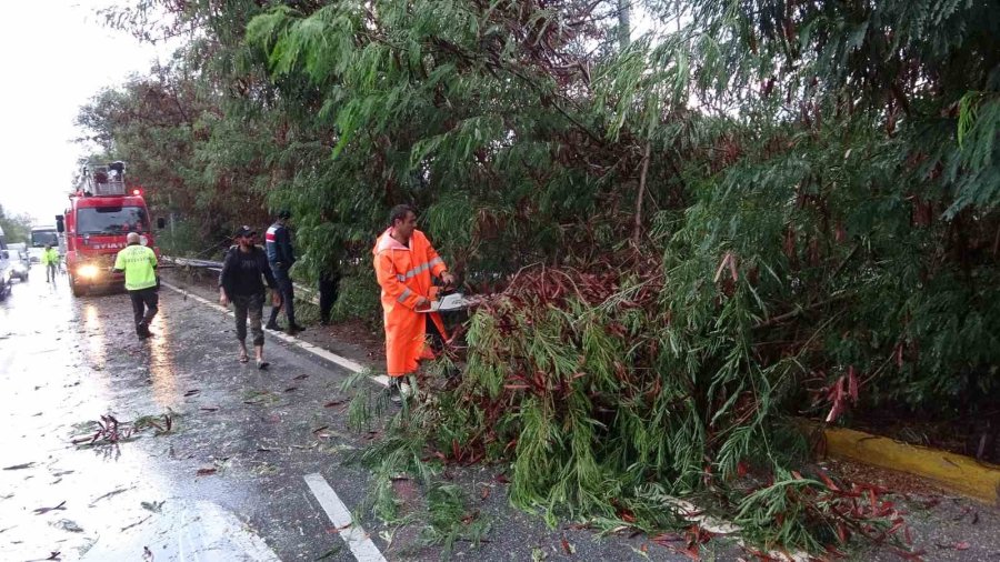 Antalya’da Fırtına Ağaçları Devirdi, Karayolunda Trafik Aksadı