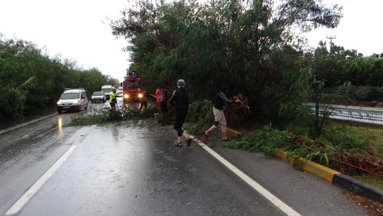 Antalya’da Fırtına Ağaçları Devirdi, Karayolunda Trafik Aksadı