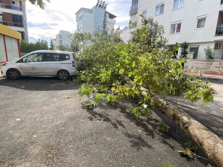 Şiddetli Rüzgara Dayanamayan Çınar Ağacı Yola Devrildi