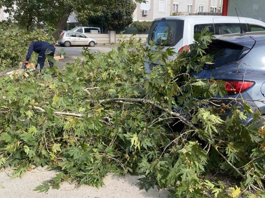 Şiddetli Rüzgara Dayanamayan Çınar Ağacı Yola Devrildi