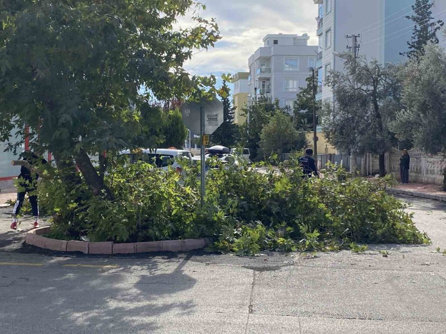 Şiddetli Rüzgara Dayanamayan Çınar Ağacı Yola Devrildi