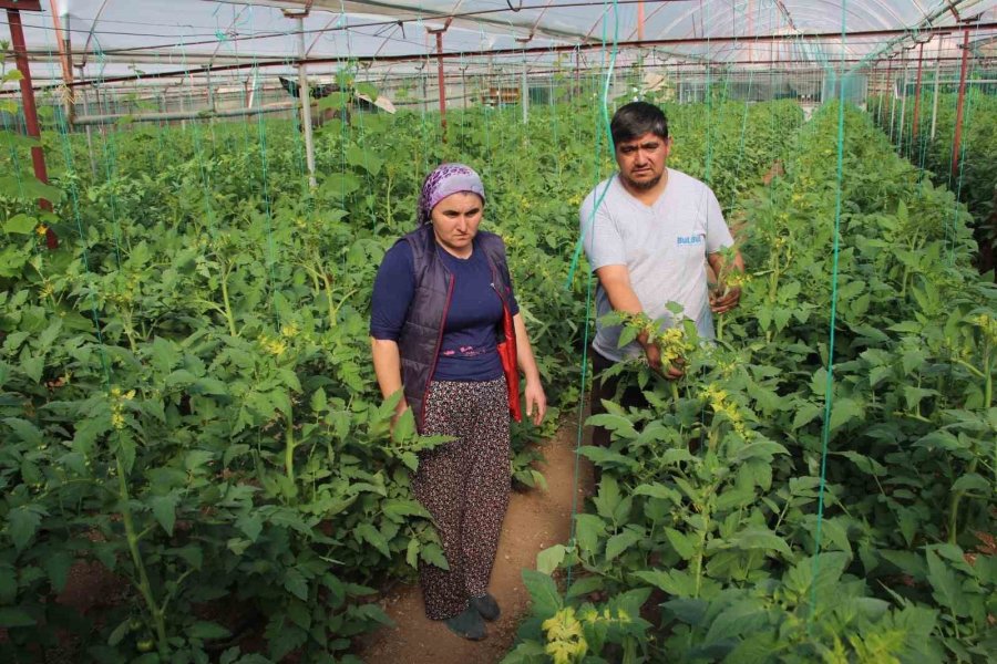 Domates Serasına Yabancı Ot İlacı Atıp Fidanlara Zarar Verdiler