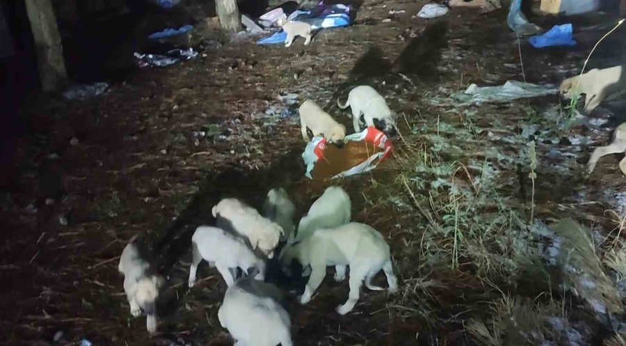 Gölet Kenarındaki Üşüyen Yavru Köpekleri Kent Merkezinden Mama Getirip Beslediler