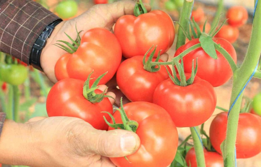 Türkiye’nin Üretim Merkezi Mersin’de Örtü Altı Domateste Hasat Başladı