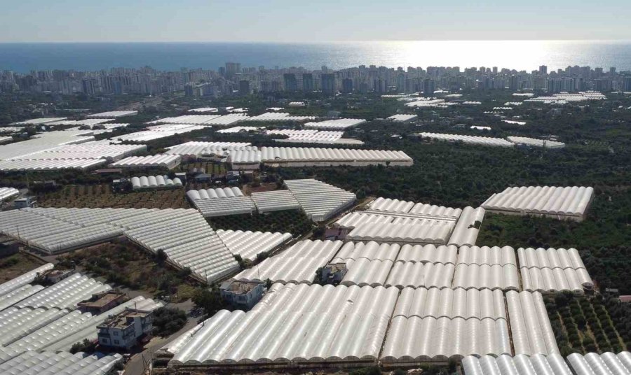 Türkiye’nin Üretim Merkezi Mersin’de Örtü Altı Domateste Hasat Başladı