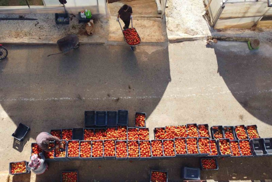 Türkiye’nin Üretim Merkezi Mersin’de Örtü Altı Domateste Hasat Başladı