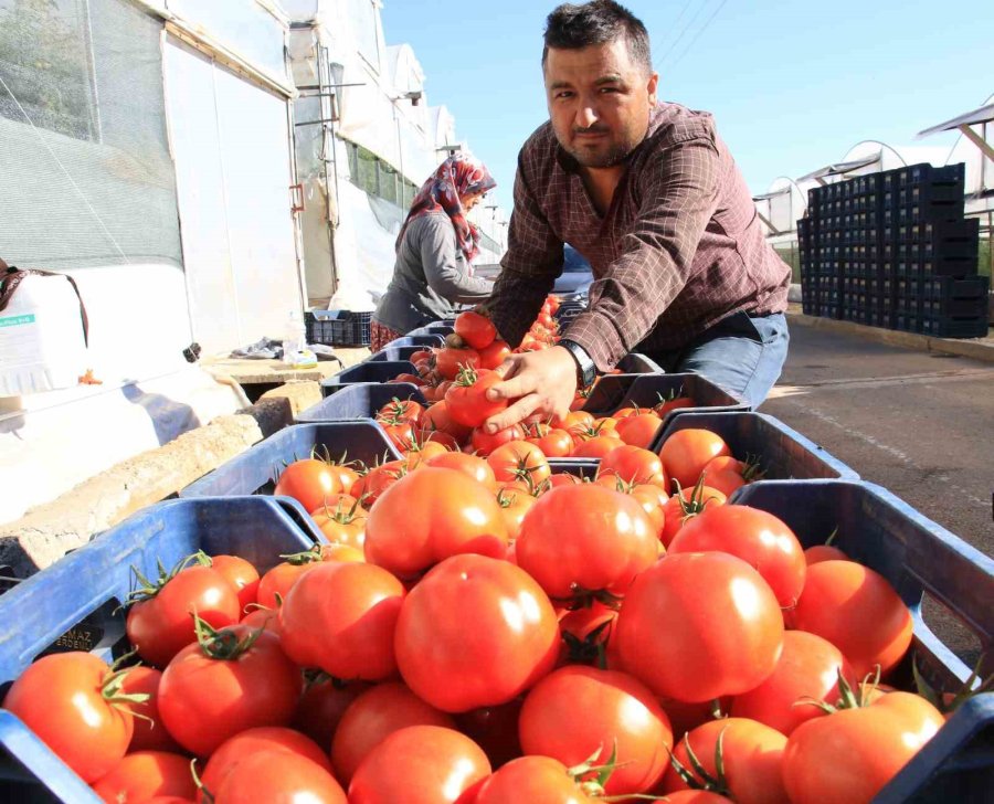 Türkiye’nin Üretim Merkezi Mersin’de Örtü Altı Domateste Hasat Başladı