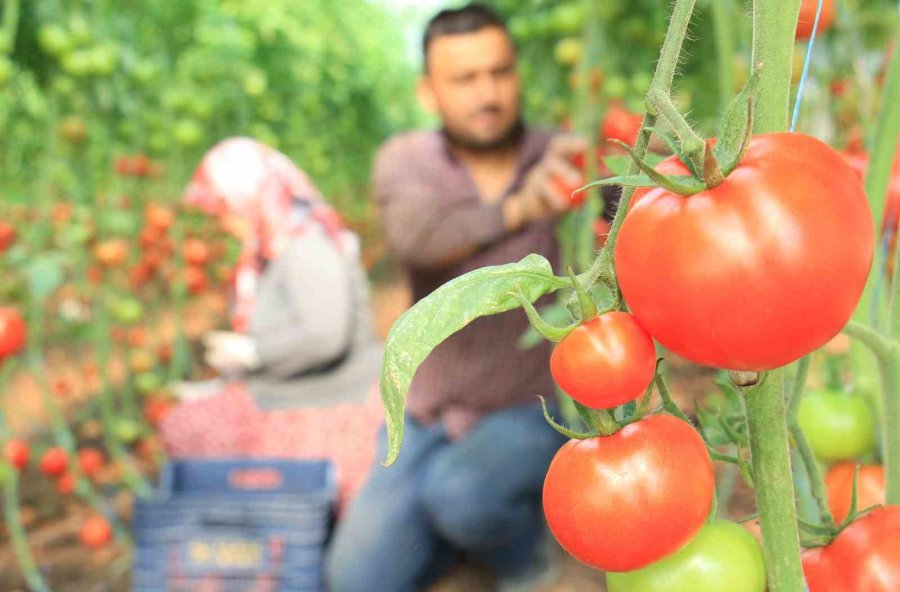 Türkiye’nin Üretim Merkezi Mersin’de Örtü Altı Domateste Hasat Başladı