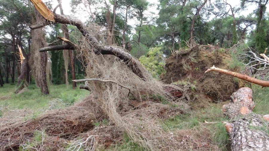 Manavgat’ta Hortum Asırlık Çam Ağaçlarını Yerle Bir Etti