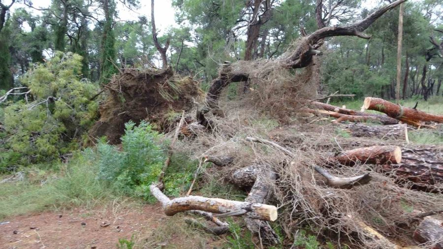 Manavgat’ta Hortum Asırlık Çam Ağaçlarını Yerle Bir Etti