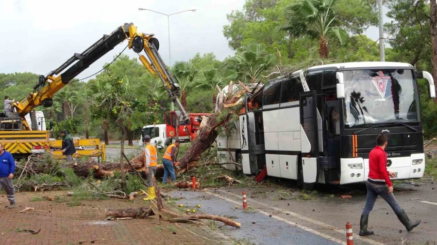 Manavgat’ta Hortum Asırlık Çam Ağaçlarını Yerle Bir Etti