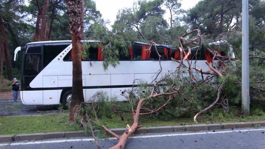 Servis Otobüsünün Üzerine Çam Ağacı Devrildi: 7 Yaralı