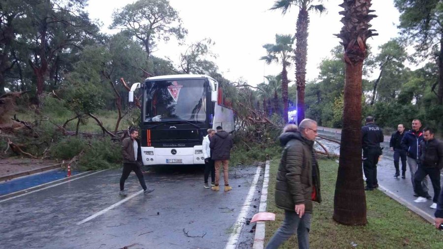 Servis Otobüsünün Üzerine Çam Ağacı Devrildi: 7 Yaralı