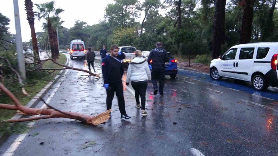 Servis Otobüsünün Üzerine Çam Ağacı Devrildi: 7 Yaralı