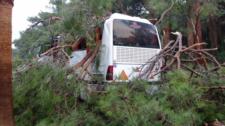 Servis Otobüsünün Üzerine Çam Ağacı Devrildi: 7 Yaralı