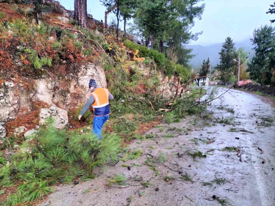 Kemer’de Fırtına Ağaçları Devirdi Ağaçlar Zarar Gördü, Totemler Fırtınaya Dayanamadı