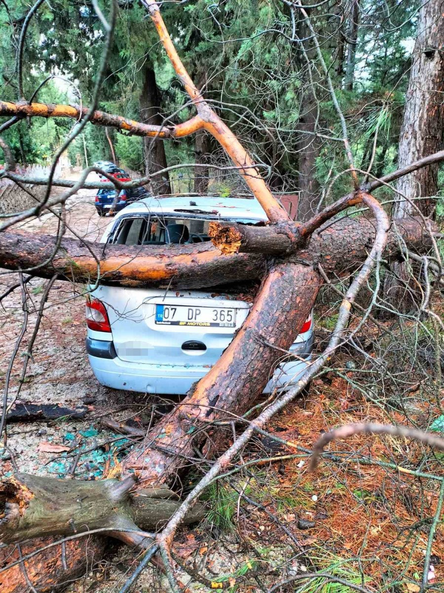 Kemer’de Fırtına Ağaçları Devirdi Ağaçlar Zarar Gördü, Totemler Fırtınaya Dayanamadı