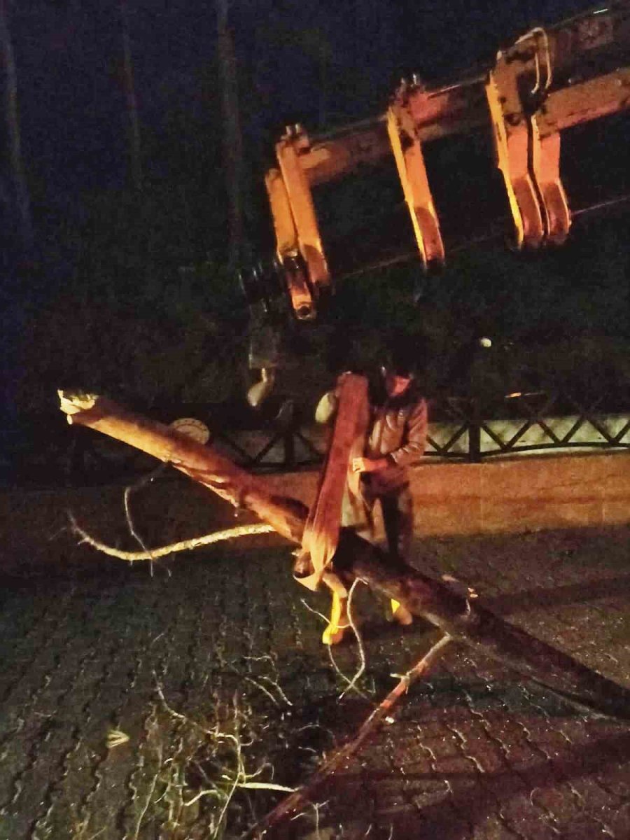 Kemer’de Fırtına Ağaçları Devirdi Ağaçlar Zarar Gördü, Totemler Fırtınaya Dayanamadı