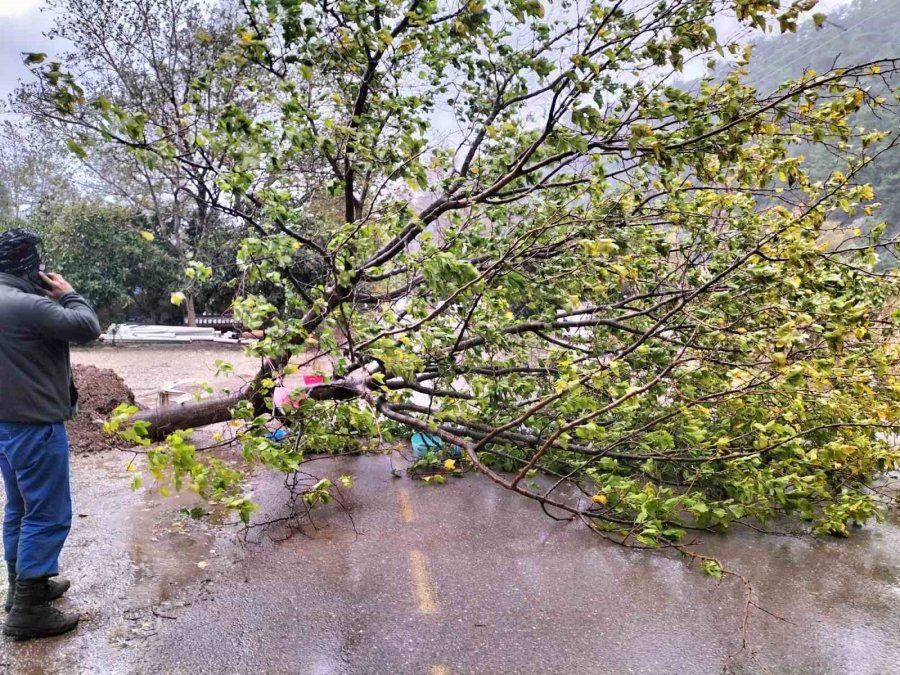 Kemer’de Fırtına Ağaçları Devirdi Ağaçlar Zarar Gördü, Totemler Fırtınaya Dayanamadı