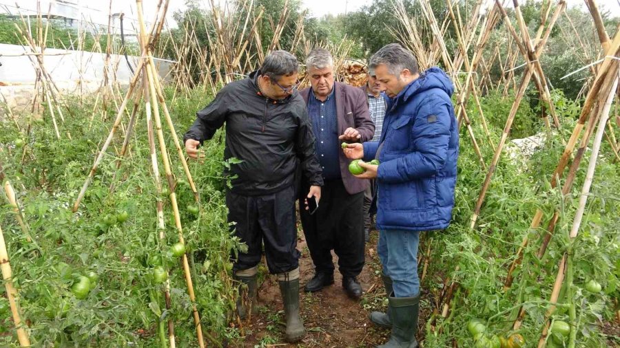 Dolu Bir Çok Bahçeye Zarar Verdi, Limonda Yüzde 70’e Kadar Hasar Tespit Edildi