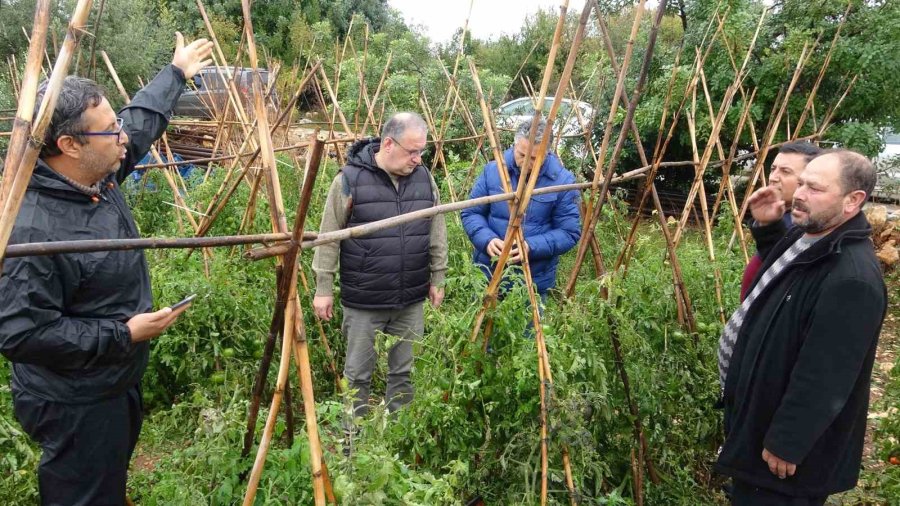 Dolu Bir Çok Bahçeye Zarar Verdi, Limonda Yüzde 70’e Kadar Hasar Tespit Edildi