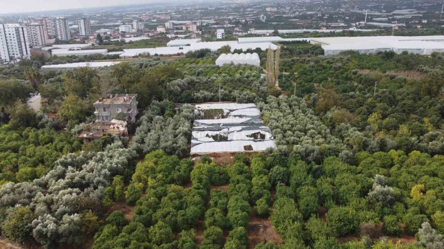 Dolu Bir Çok Bahçeye Zarar Verdi, Limonda Yüzde 70’e Kadar Hasar Tespit Edildi