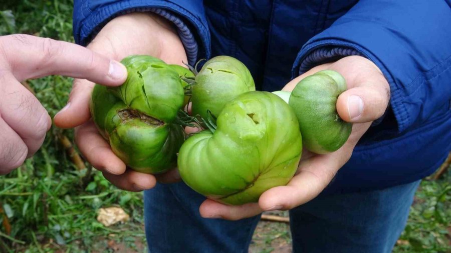 Dolu Bir Çok Bahçeye Zarar Verdi, Limonda Yüzde 70’e Kadar Hasar Tespit Edildi