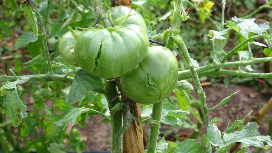 Dolu Bir Çok Bahçeye Zarar Verdi, Limonda Yüzde 70’e Kadar Hasar Tespit Edildi