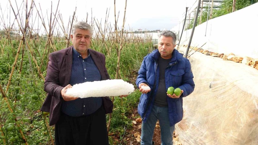 Dolu Bir Çok Bahçeye Zarar Verdi, Limonda Yüzde 70’e Kadar Hasar Tespit Edildi