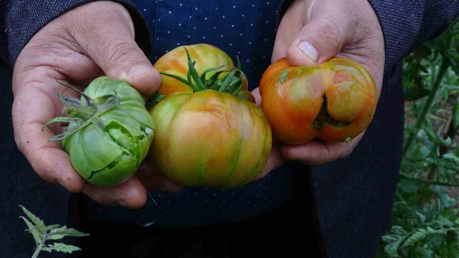 Dolu Bir Çok Bahçeye Zarar Verdi, Limonda Yüzde 70’e Kadar Hasar Tespit Edildi