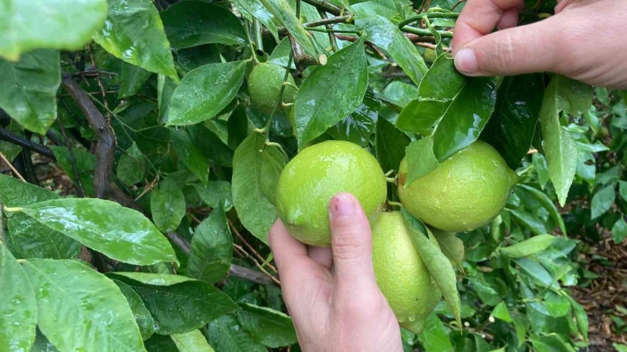 Dolu Bir Çok Bahçeye Zarar Verdi, Limonda Yüzde 70’e Kadar Hasar Tespit Edildi