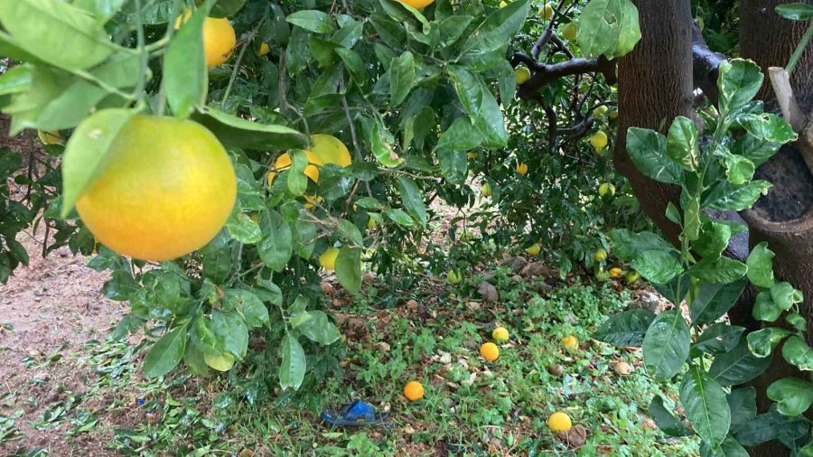 Dolu Bir Çok Bahçeye Zarar Verdi, Limonda Yüzde 70’e Kadar Hasar Tespit Edildi